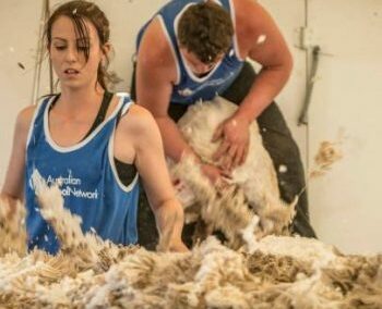 Australian Wool Innovation: Automated wool handling