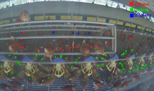 Data tracking of hens in pen monitoring behaviour